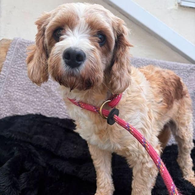 Cassie-May - Poodle Cross available for adoption