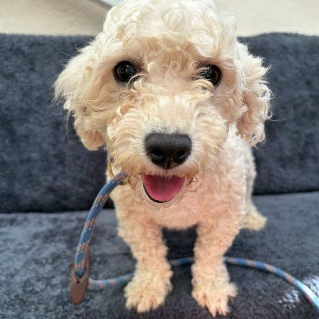 Cindy - Bichon Frise available for adoption