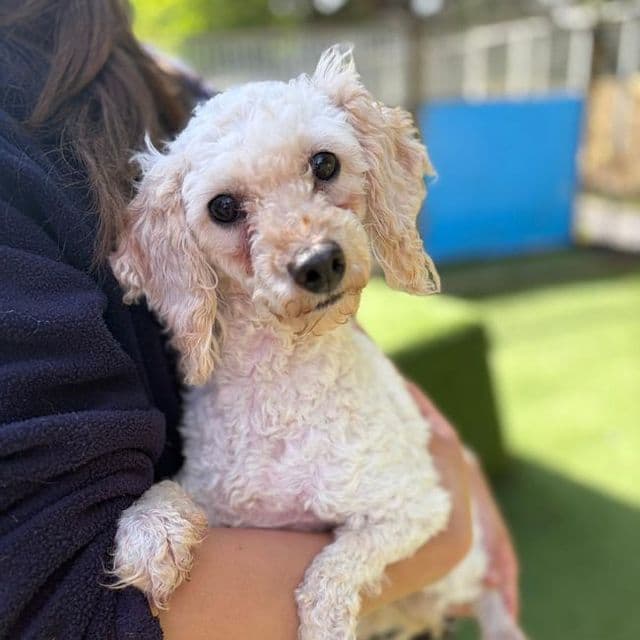 Coco