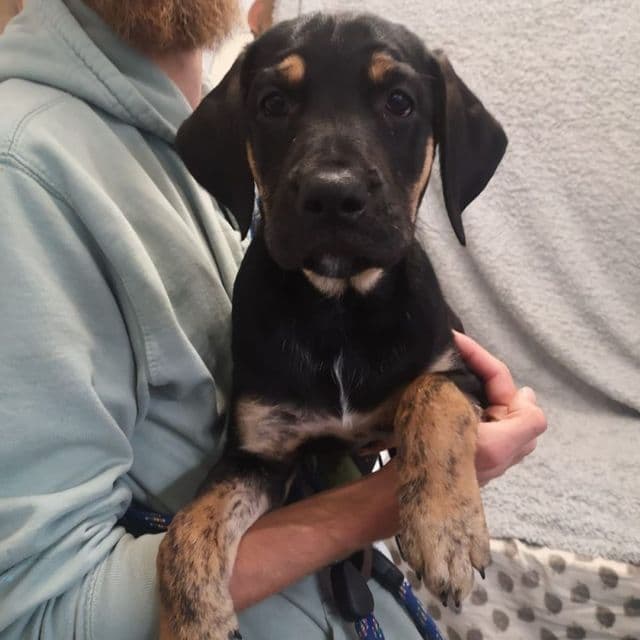 Cora