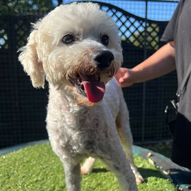 Crush - Miniature Poodle available for adoption