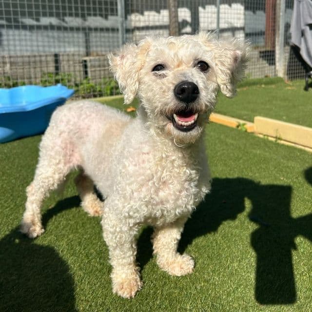 Daisy - Bichon Frise available for adoption