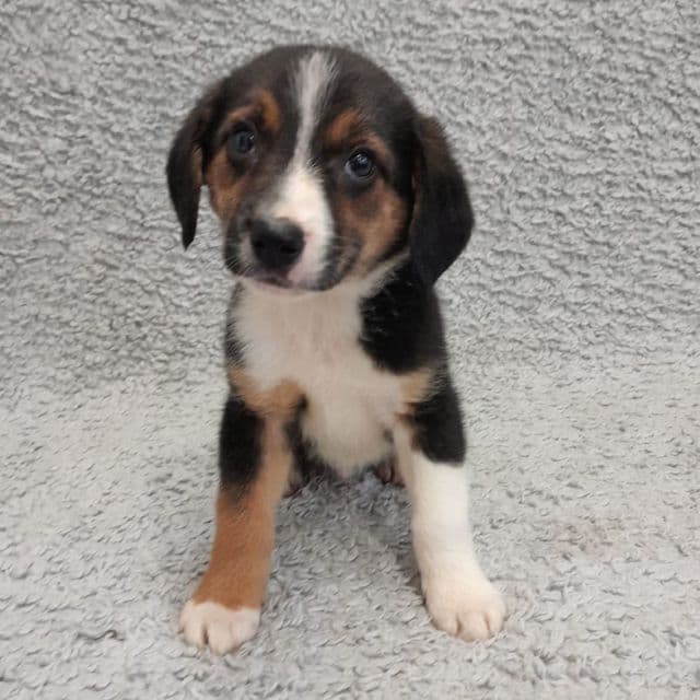 Espresso - Beagle X Collie available for adoption