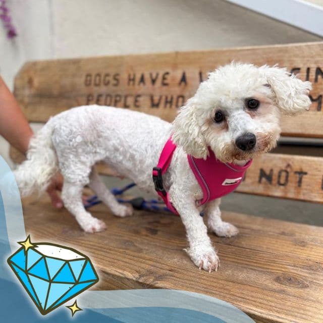 Evian - Bichon Frise available for adoption