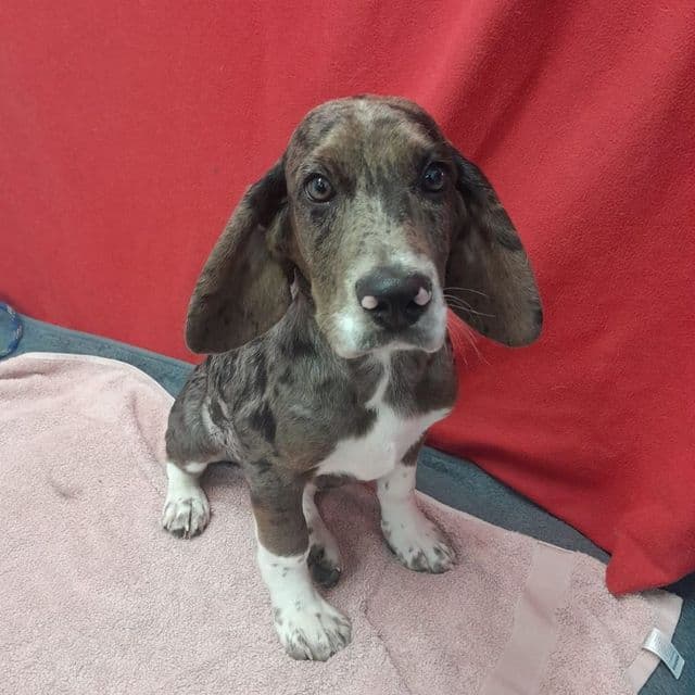 Fig - Beagle Cross available for adoption