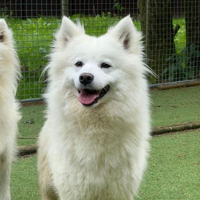 Flye - Samoyed available for adoption