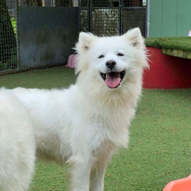 Fox - Samoyed available for adoption
