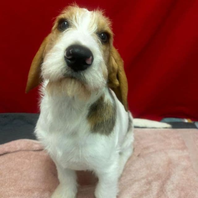 Fruitella - Beagle Cross available for adoption