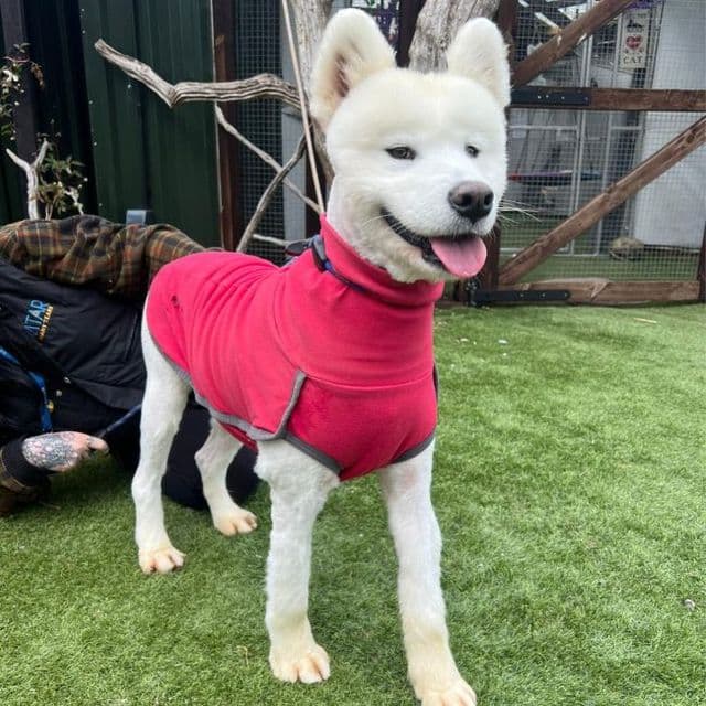 Fudge - Samoyed available for adoption
