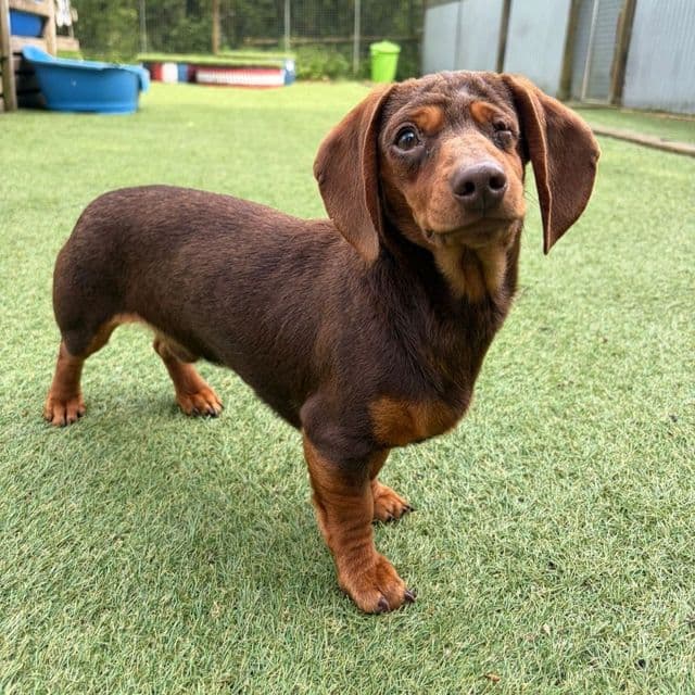 Gary - Dachshund available for adoption