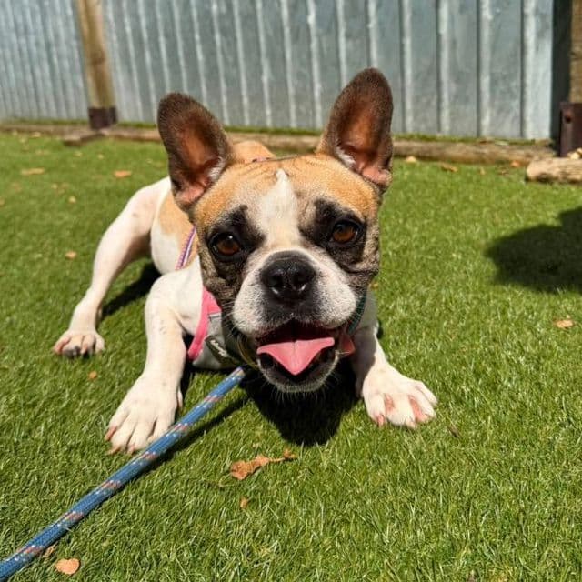 Iggy - French Bulldog available for adoption