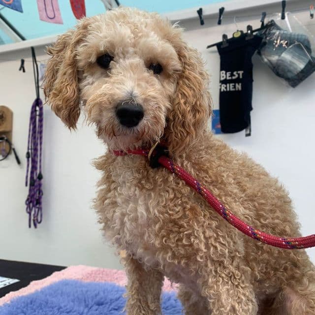 Indie - Poodle available for adoption