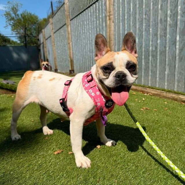 Irene - French Bulldog available for adoption