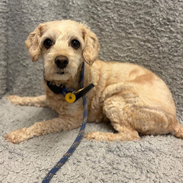 Karen - Cavalier King Charles Spaniel available for adoption