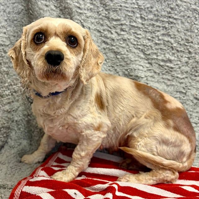 Kate - Cavalier King Charles Spaniel available for adoption