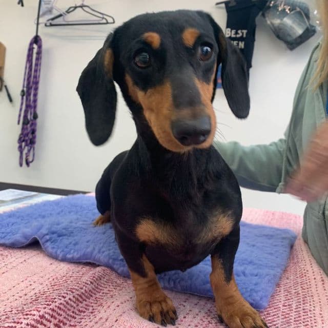 Kelly - Dachshund available for adoption