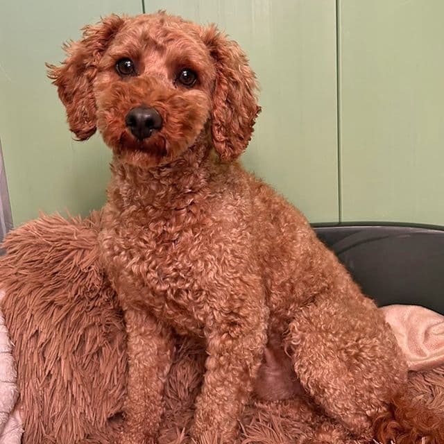 Kevin - Poodle available for adoption