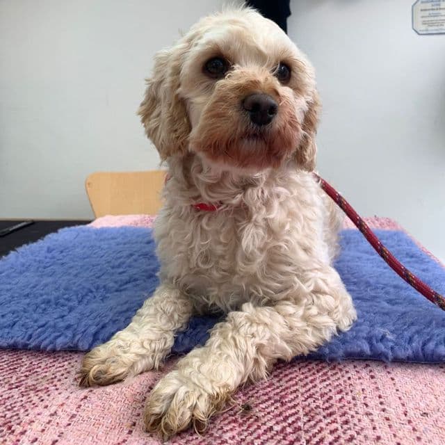 Kira - Cavalier King Charles Spaniel available for adoption