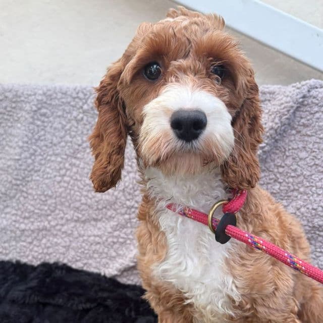 Maisie - Poodle Cross available for adoption