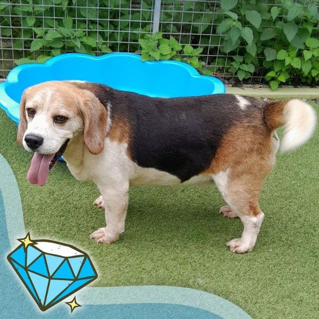 Merv - Beagle available for adoption