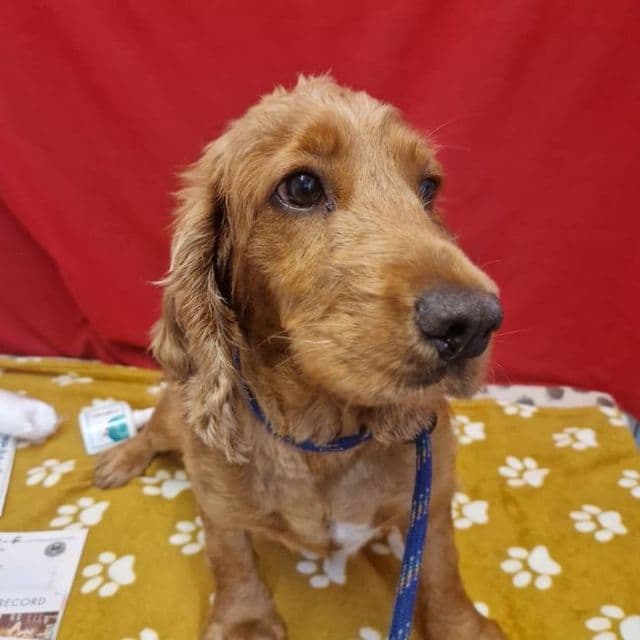 Molly - Cocker Spaniel available for adoption