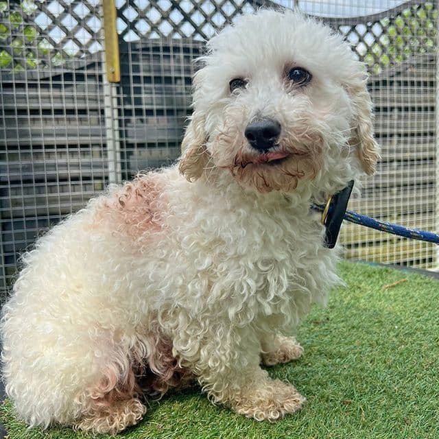 Nigella - Bichon Frise available for adoption