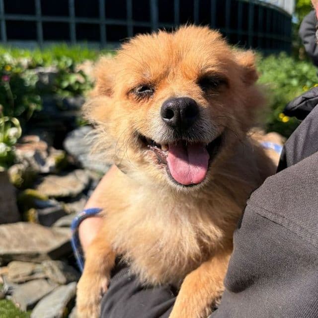 Nim - Pomeranian Cross available for adoption