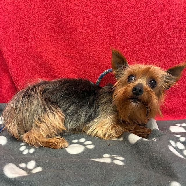 Opal - Yorkshire Terrier available for adoption