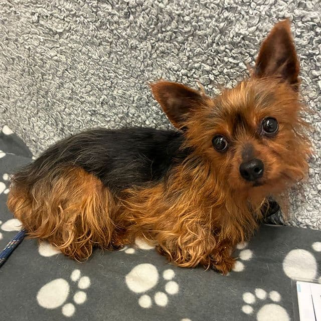 Ophelia - Yorkshire Terrier available for adoption