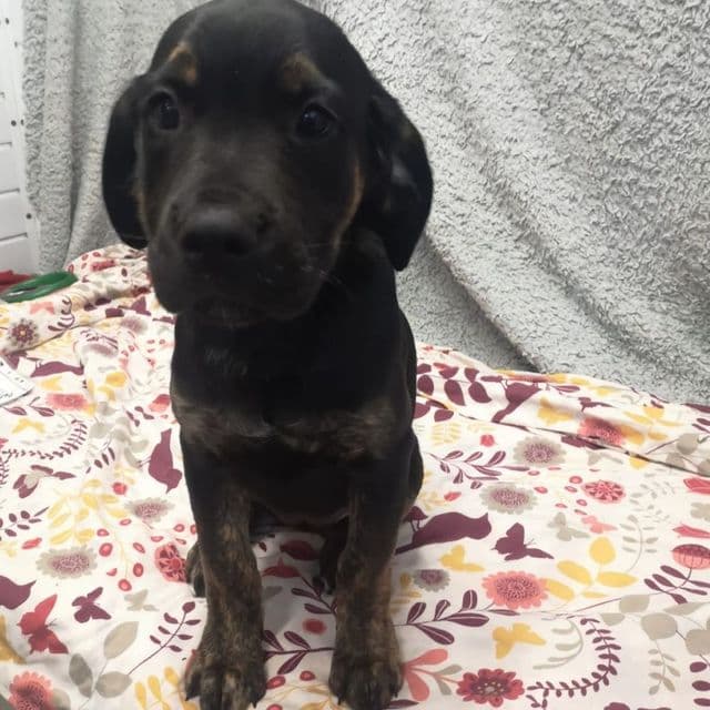 Penny