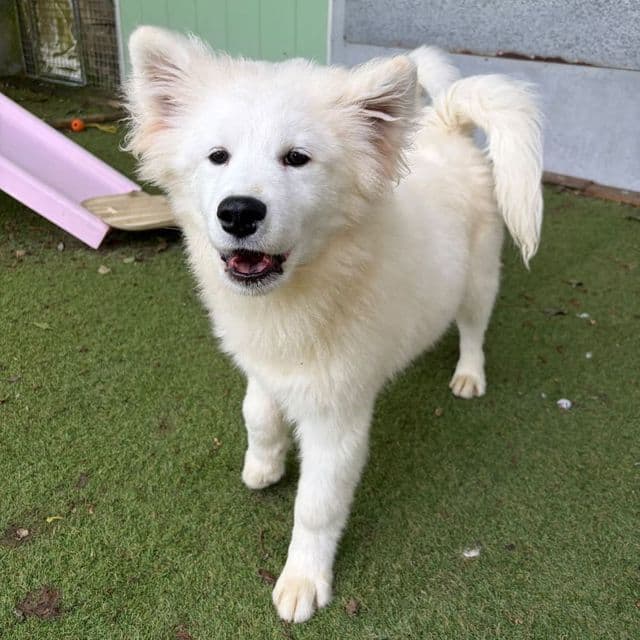 Pheonix - Samoyed available for adoption