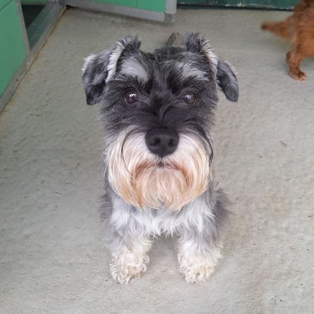 Poppet - Schnauzer available for adoption