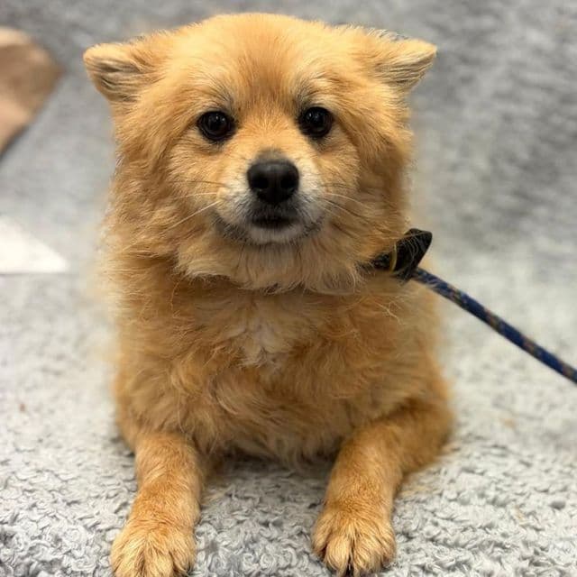 Poppy