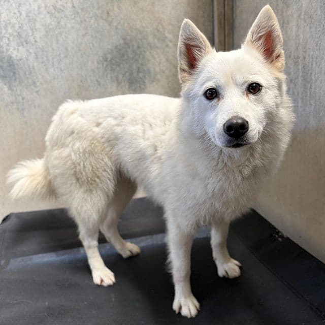 Pushkin - Samoyed Cross available for adoption