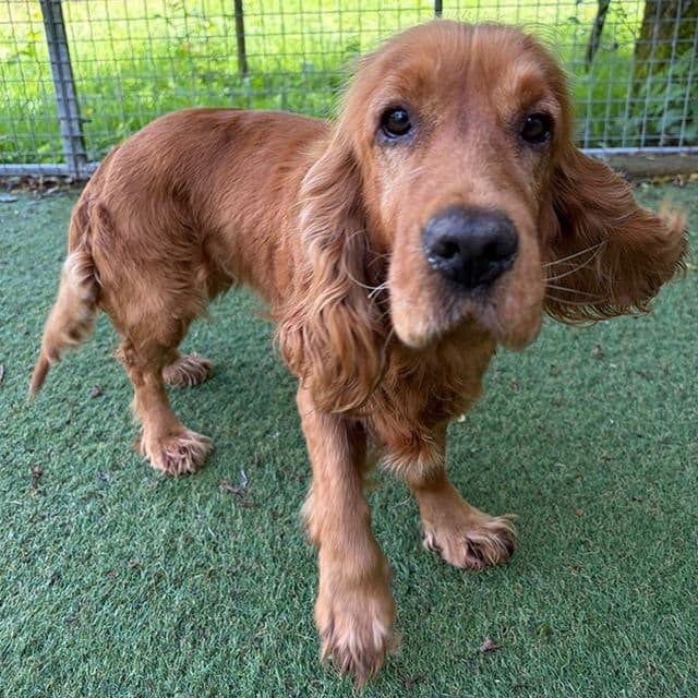 Puzzle - Cocker Spaniel available for adoption