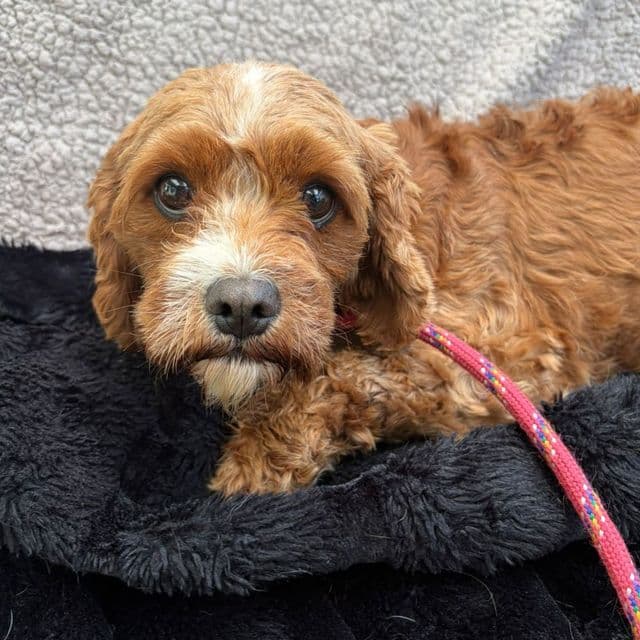 Stitch - Poodle Cross available for adoption