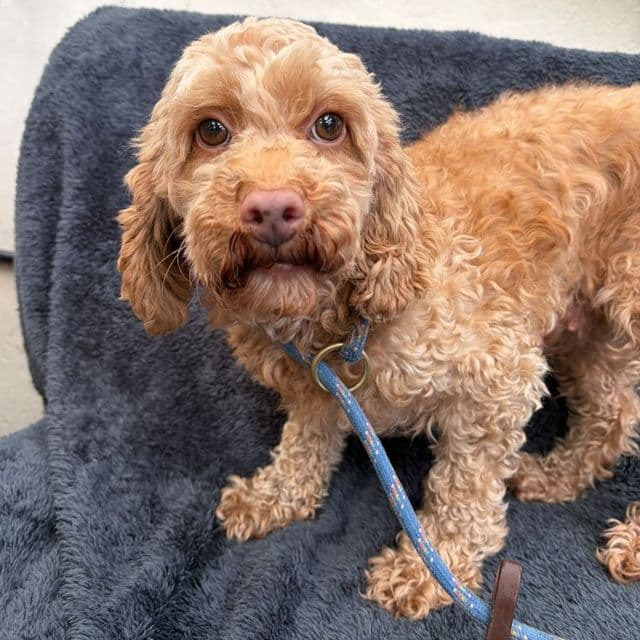 Tian - Poodle available for adoption