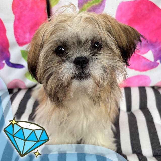 Winona - Shih Tzu available for adoption