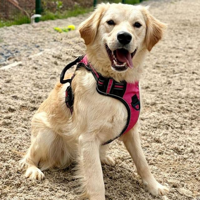 Xena