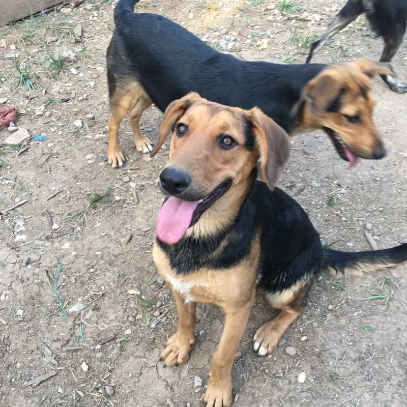 Lexy - Mixed Breed available for adoption