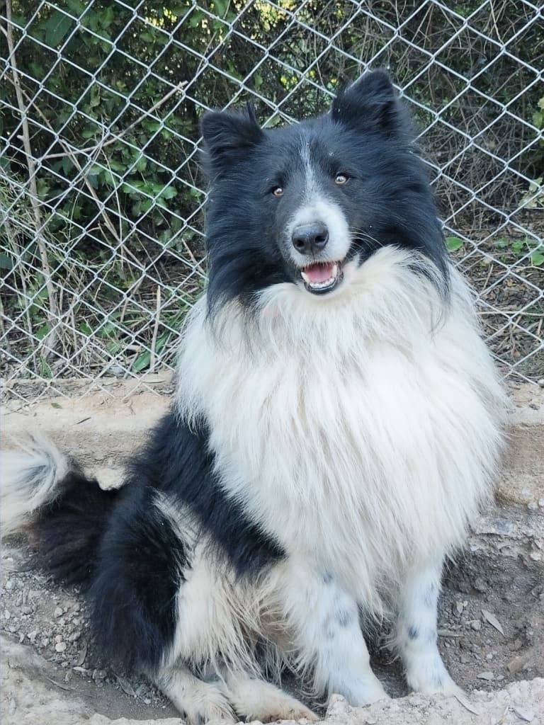 Alfie - Border Collie available for adoption