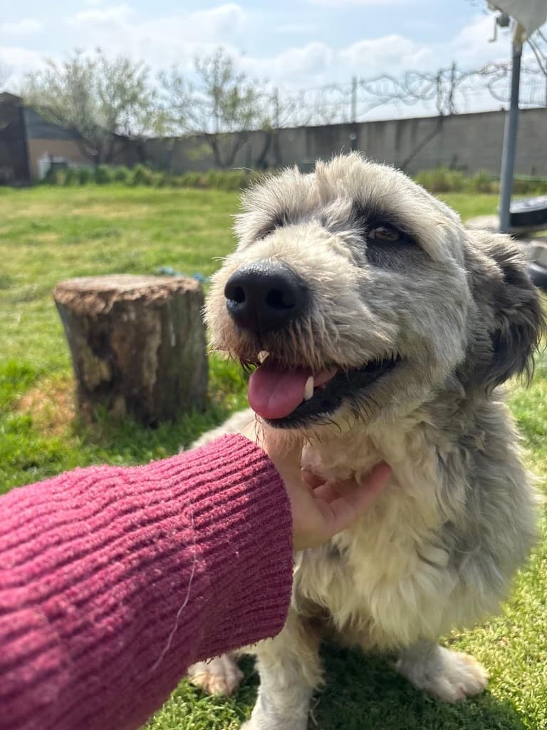 Blossom - Terrier available for adoption