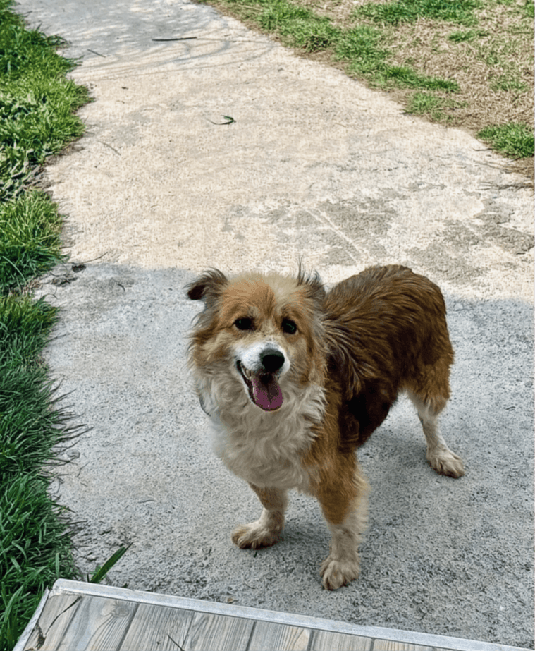 Cassie - Spitz Mix available for adoption