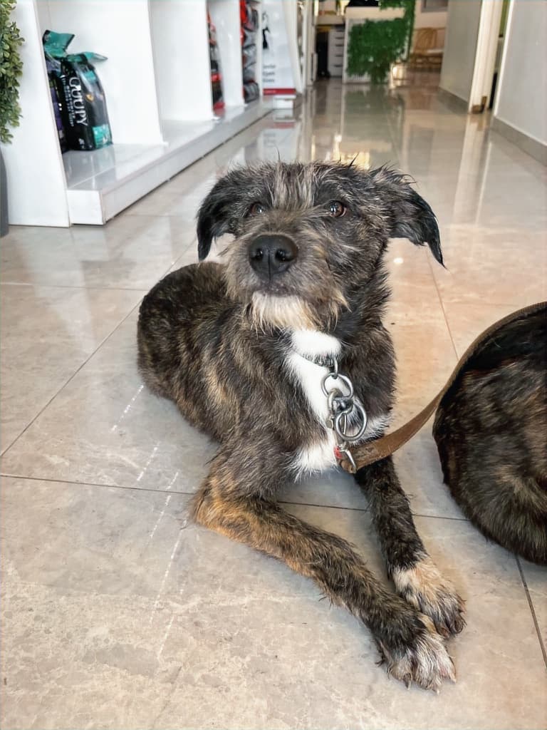 Chai - Terrier Mix available for adoption