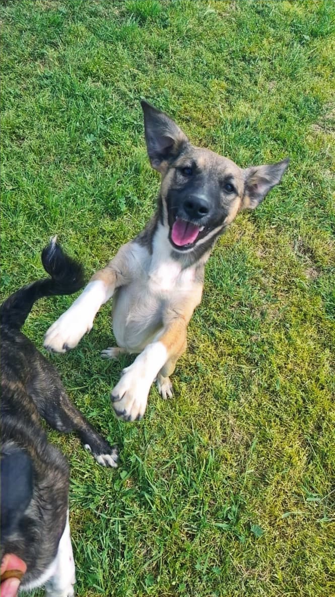 Chica - Terrier Mix available for adoption
