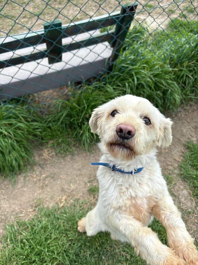 Dylan - Terrier available for adoption