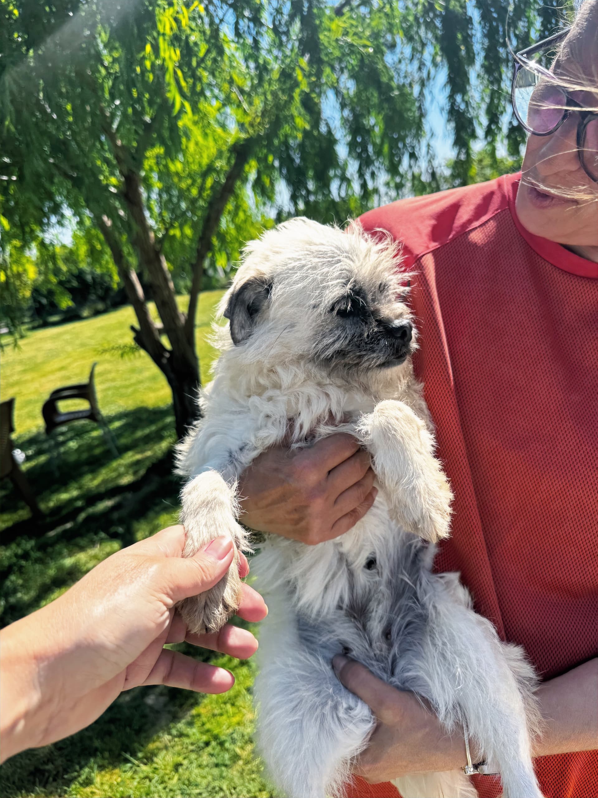Emma - Terrier available for adoption