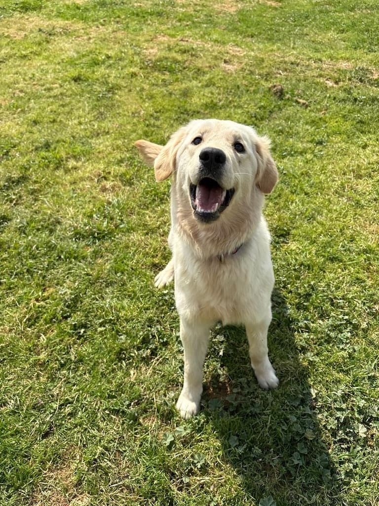 Liana - Golden Retriever available for adoption