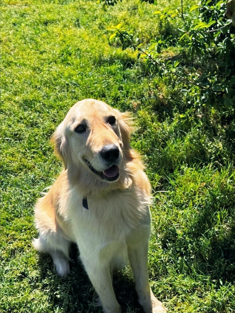 Poyraz - Golden Retriever available for adoption