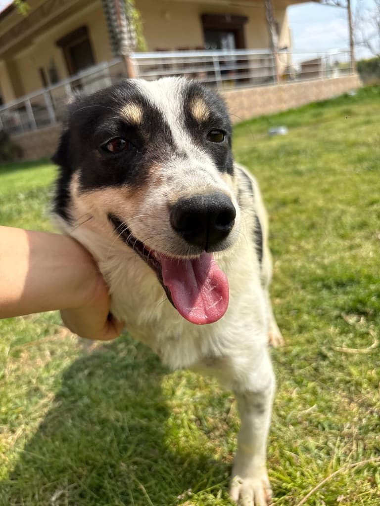 Riley - Jack Russell Mix available for adoption